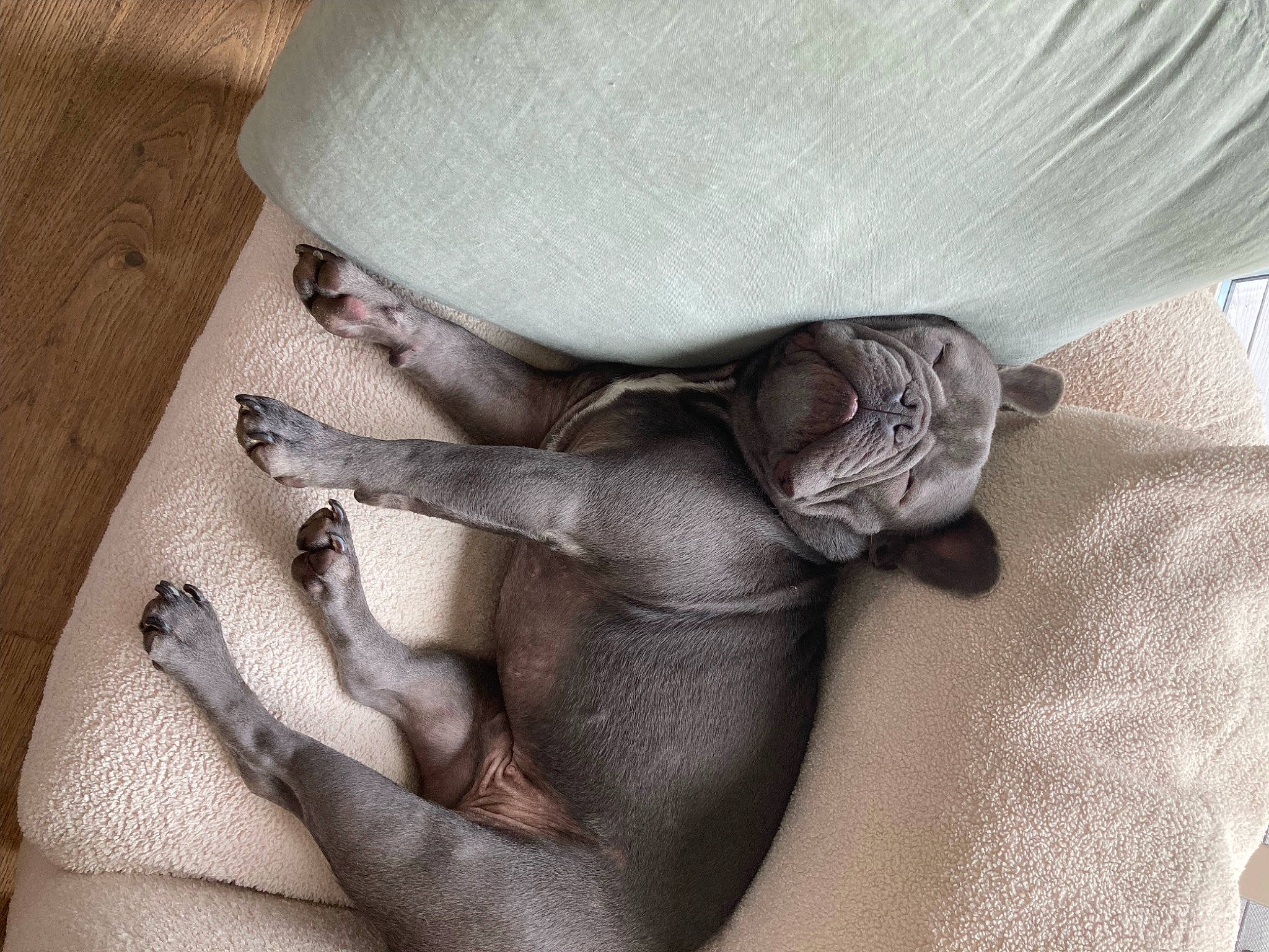 Tux joined the competition — help win amazing prizes! abdomen, bedding, chest, comfort, fashion_accessory, flesh, foot, grey, hat, human_leg, knee, leg, linens, monochrome_photography, pattern, paw, thigh, trunk, wood, wool