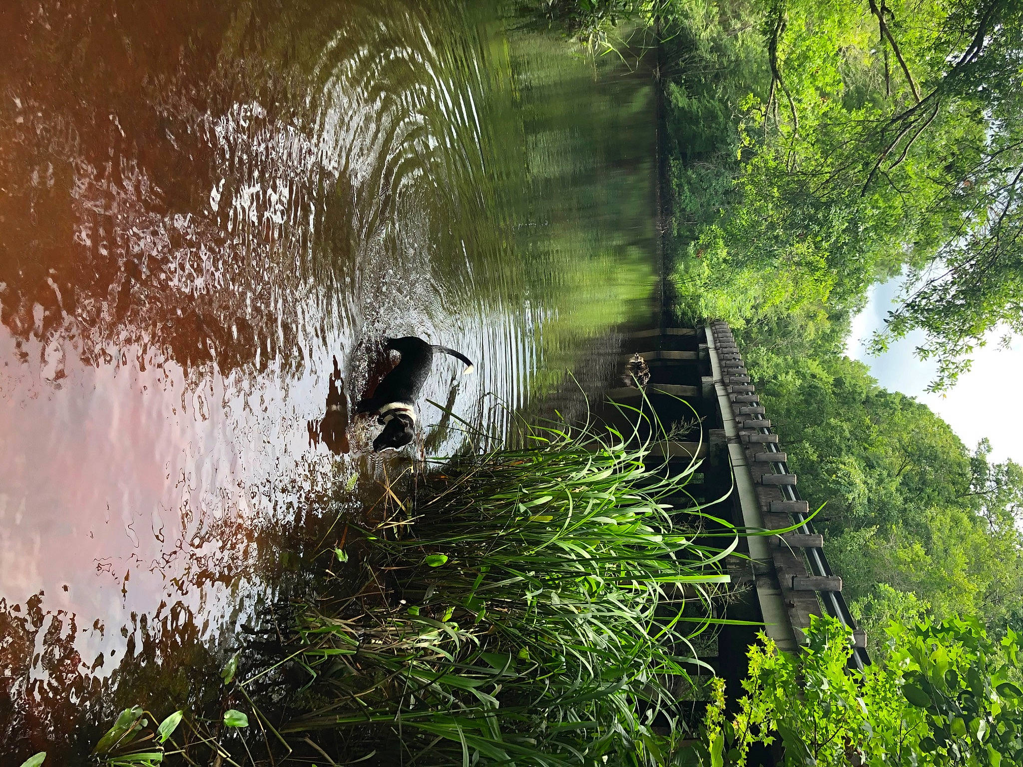 Coco joined the competition — help win amazing prizes! biome, branch, forest, grass, grass_family, green, jungle, natural_environment, nature, nature_reserve, plant, reflection, sunlight, tree, vegetation, water, watercourse, wildlife, woodland, woody_plant