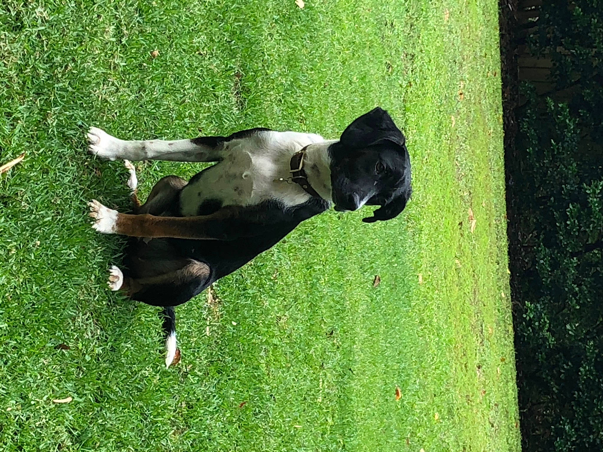 Coco joined the competition — help win amazing prizes! canidae, carnivore, companion_dog, dog, dog_breed, grass, grass_family, green, lawn, plant, snout, sporting_group, tail