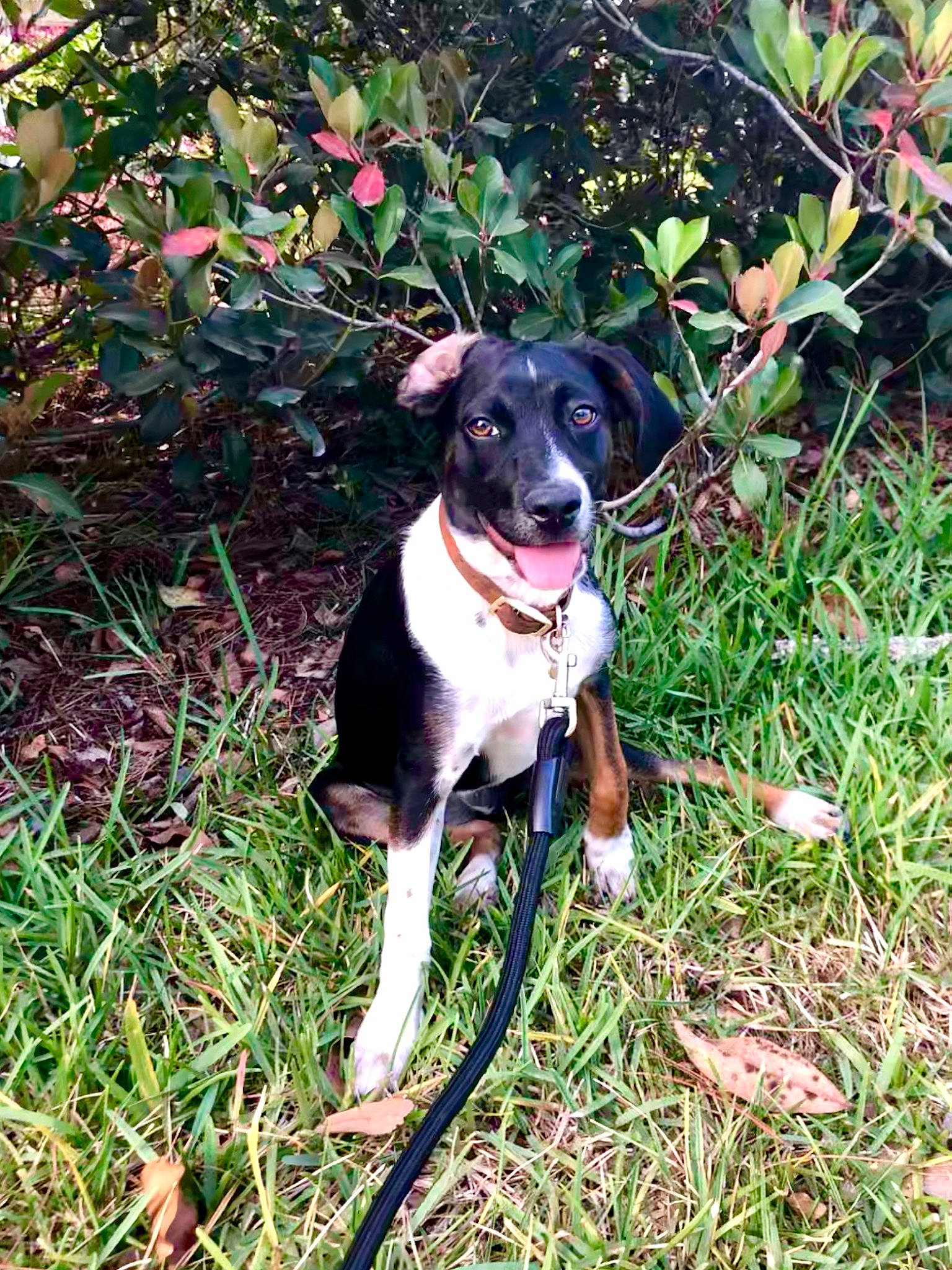 Coco is registered to the contest to win money with this photo: border_collie, canidae, carnivore, dog, dog_breed, feist, hunting_dog, mammal, mcnab, puppy, rare_breed_dog, smooth_fox_terrier, sporting_group, treeing_feist, vertebrate