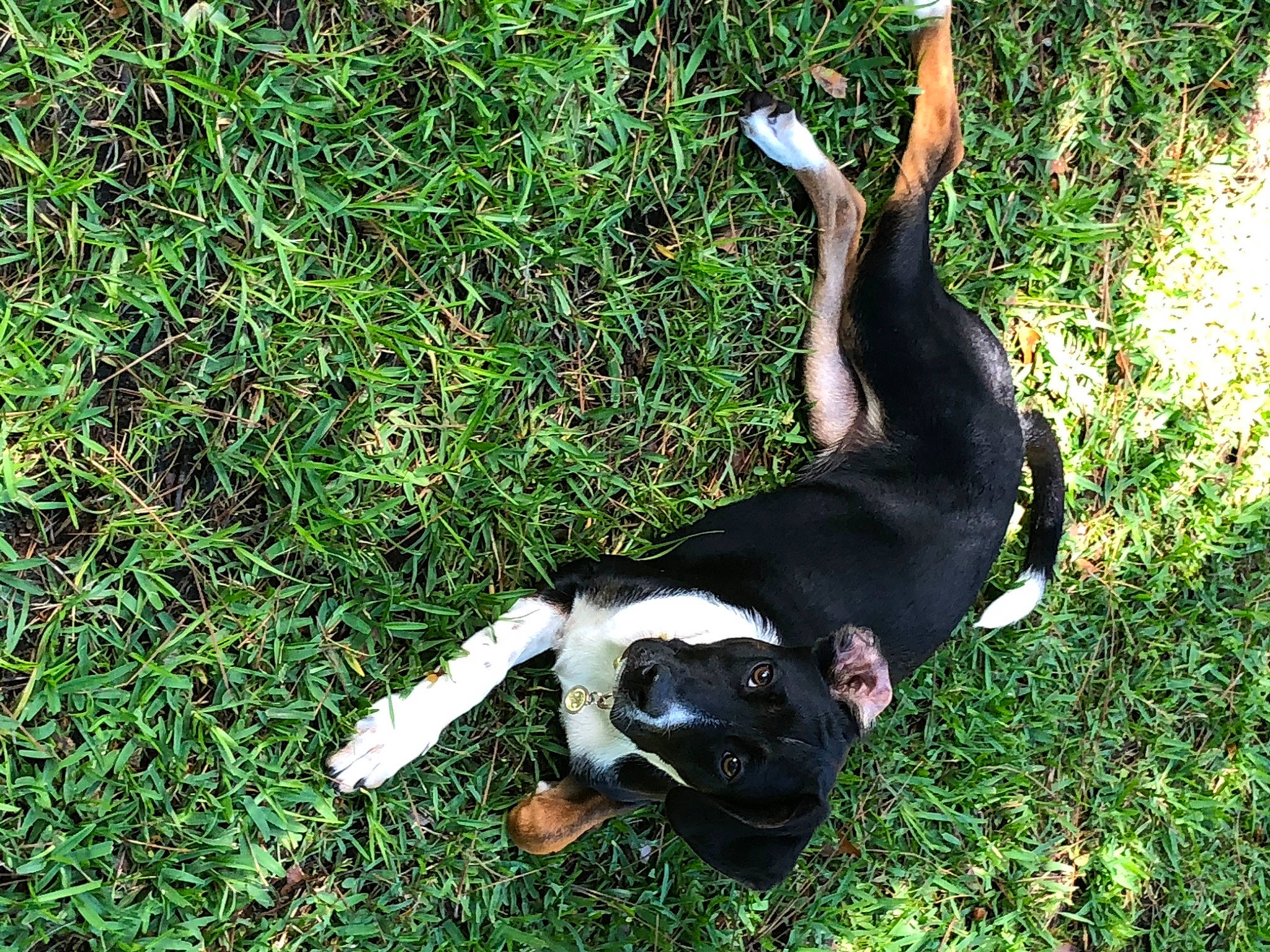 Coco joined the competition — help win amazing prizes! canidae, carnivore, dog, dog_breed, entlebucher_mountain_dog, grass, non_sporting_group, sporting_group, tail