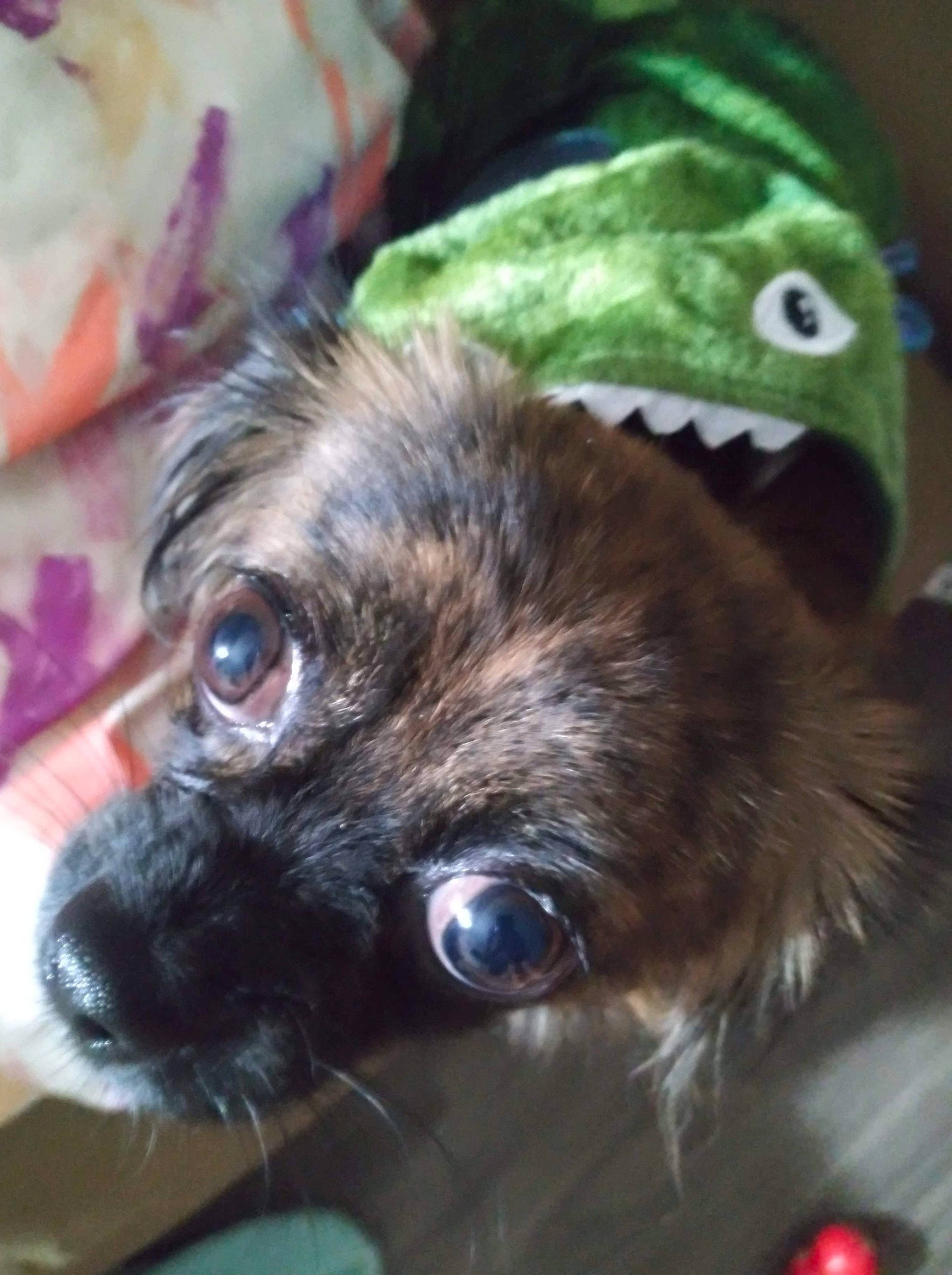 Romeo joined the competition — help win amazing prizes! affenpinscher, border_terrier, cairn_terrier, canidae, carnivore, companion_dog, dog, dog_breed, ear, eye, fawn, griffon_bruxellois, mammal, pug, puppy, schnoodle, shih_tzu, snout, toy_dog, whiskers