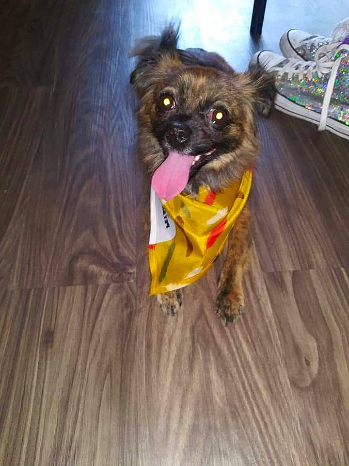 Romeo is registered to the contest to win money with this photo: cairn_terrier, canidae, carnivore, chinese_imperial_dog, companion_dog, dog, dog_breed, dog_clothes, griffon_bruxellois, outerwear, pekingese, pomeranian, puppy, sporting_group, tibetan_spaniel, toy_dog