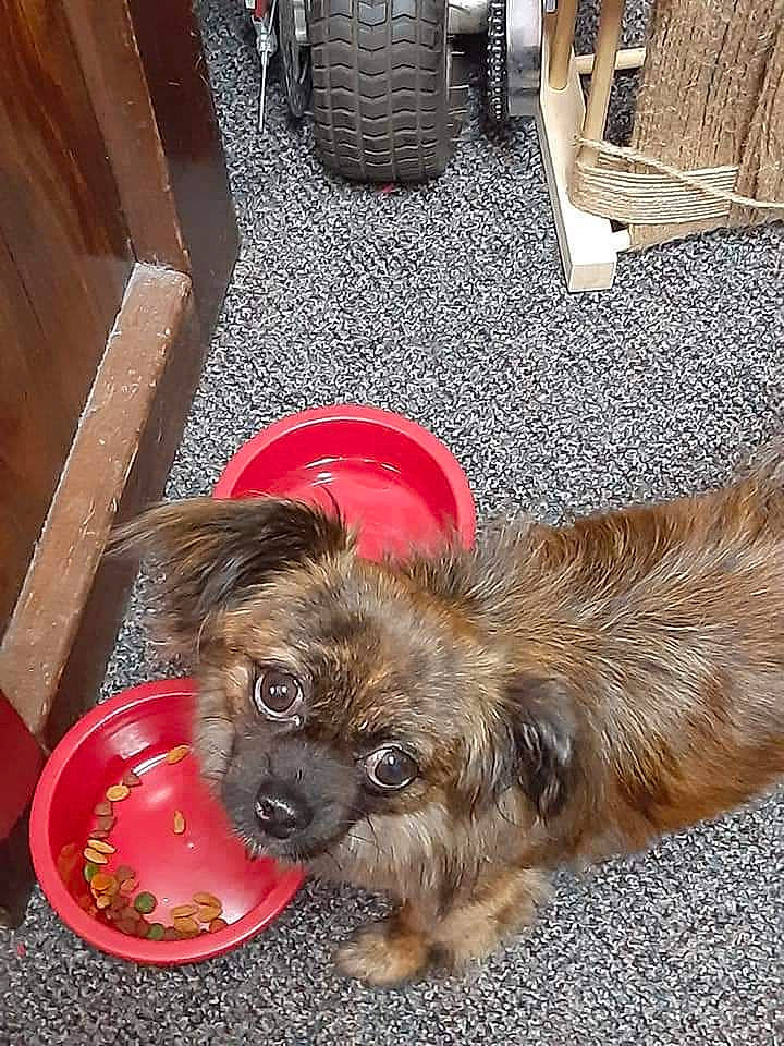 Romeo is registered to the contest to win money with this photo: canidae, carnivore, companion_dog, dog, dog_breed, fawn, fur, mammal, pekingese, puppy, sporting_group, tibetan_spaniel