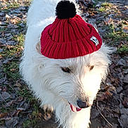 Charly participe au concours pour gagner de l'argent avec cette photo : dog, white_dog, red_hat, knit_hat, pom_pom, outdoor, park, path, trees, leaves, sunny, daylight, walking, pet, canine, nature, grass, fall, seasonal, cute