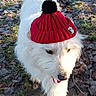 dog, white_dog, red_hat, knit_hat, pom_pom, outdoor, park, path, trees, leaves, sunny, daylight, walking, pet, canine, nature, grass, fall, seasonal, cute