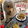 Charly participe au concours pour gagner de l'argent avec cette photo : dog, birthday, cake, balloons, heart, celebration, treats, table, plate, food, outdoor, decorations, confetti, fur, pet, happy, closeup, festive, collar, smiling