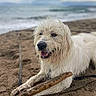dog, white_dog, beach, sand, stick, ocean, waves, cloudy_sky, playful, happy, pet, canine, outdoor, nature, animal, smiling, fur, collar, leash, relaxed