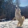 Charly a rejoint le concours — aidez-le/la à gagner de superbes lots ! dog, snow, outdoor, sunlight, trees, mountains, leaping, playful, winter, nature, pet, canine, fur, daylight, sky, landscape, holiday, active, fun, cold