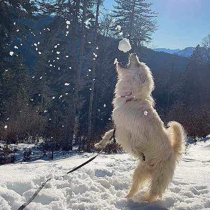Charly a rejoint le concours — aidez-le/la à gagner de superbes lots ! dog, snow, outdoor, sunlight, trees, mountains, leaping, playful, winter, nature, pet, canine, fur, daylight, sky, landscape, holiday, active, fun, cold