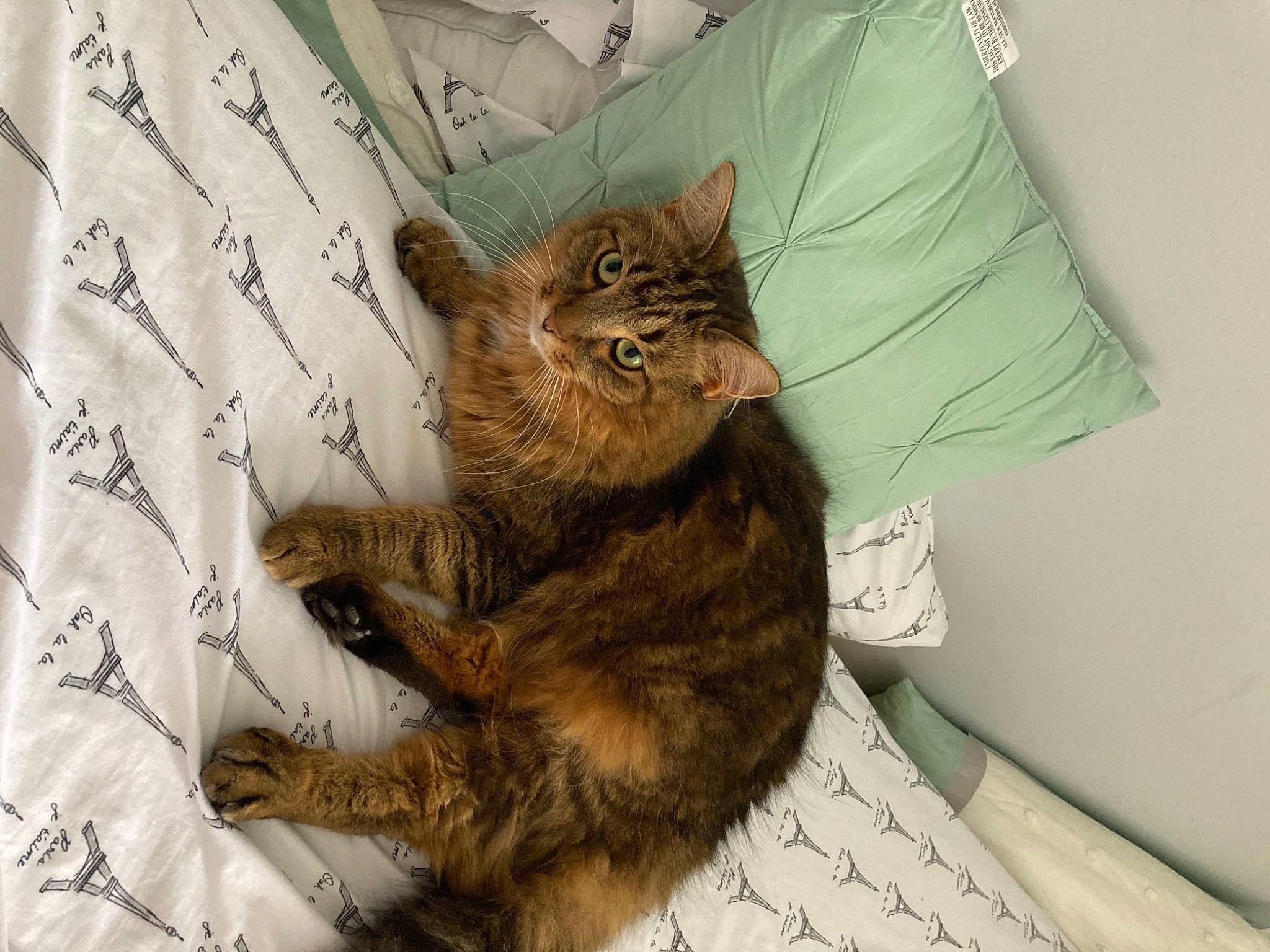 Barnaby joined the competition — help win amazing prizes! black_cat, carnivore, cat, claw, comfort, domestic_short_haired_cat, fawn, felidae, fur, gesture, human_leg, leg, linens, paw, sitting, small_to_medium_sized_cats, snout, tail, terrestrial_animal, whiskers