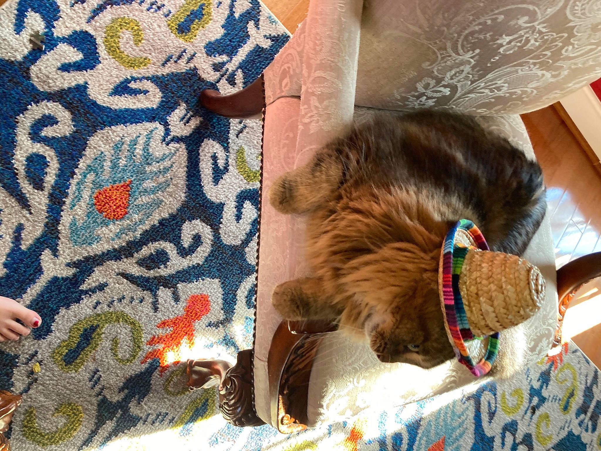 Barnaby is registered to the contest to win money with this photo: carnivore, collar, comfort, companion_dog, dog, dog_breed, dog_collar, dog_supply, fawn, felidae, fur, leash, liver, mammal, pattern, pet_supply, snout, sporting_group, textile, working_animal