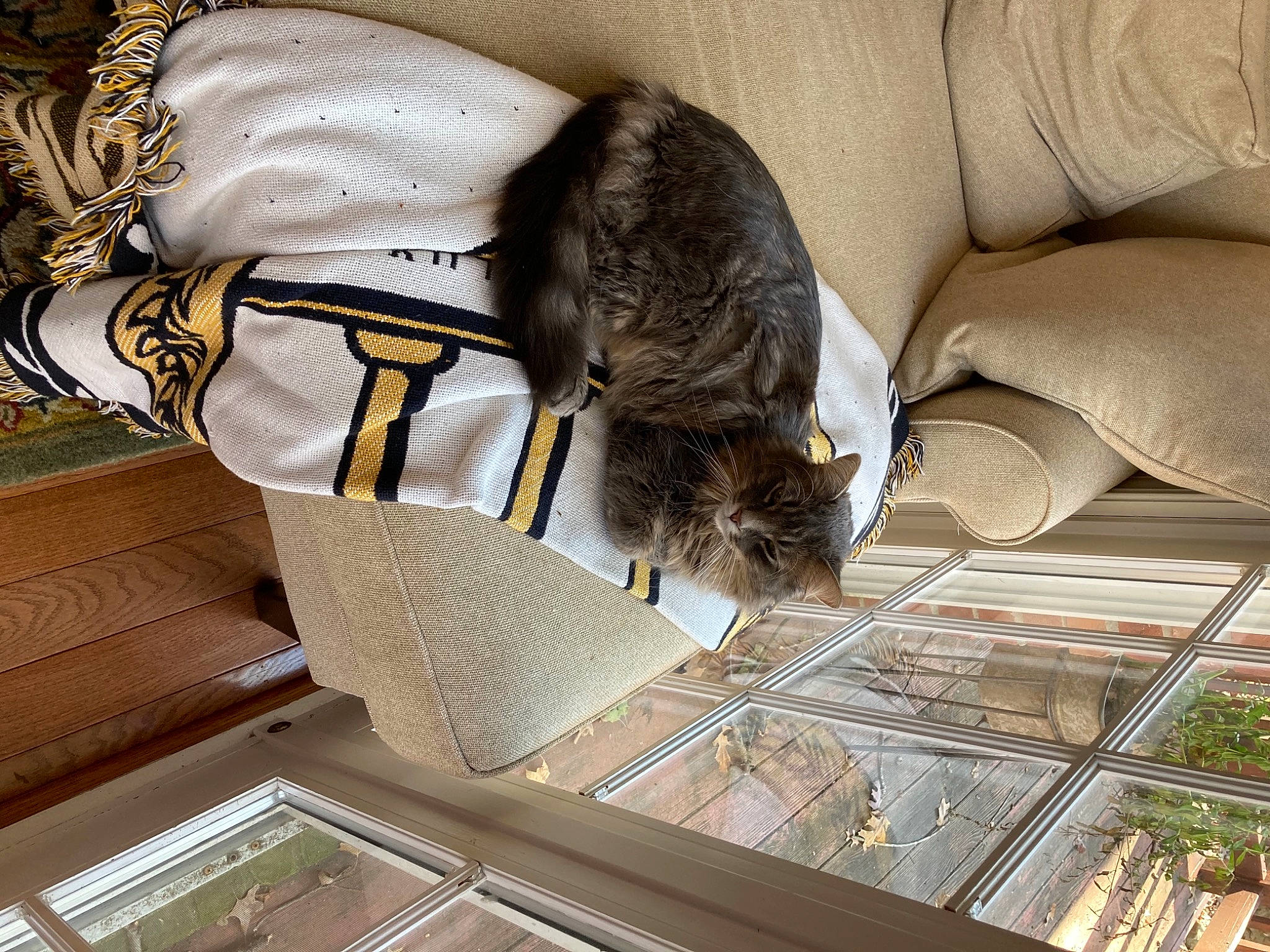 Smoky is registered to the contest to win money with this photo: brown, canidae, carnivore, cat, comfort, companion_dog, dog_breed, domestic_short_haired_cat, felidae, flooring, fur, hardwood, human_leg, plant, small_to_medium_sized_cats, sporting_group, tail, whiskers, wood