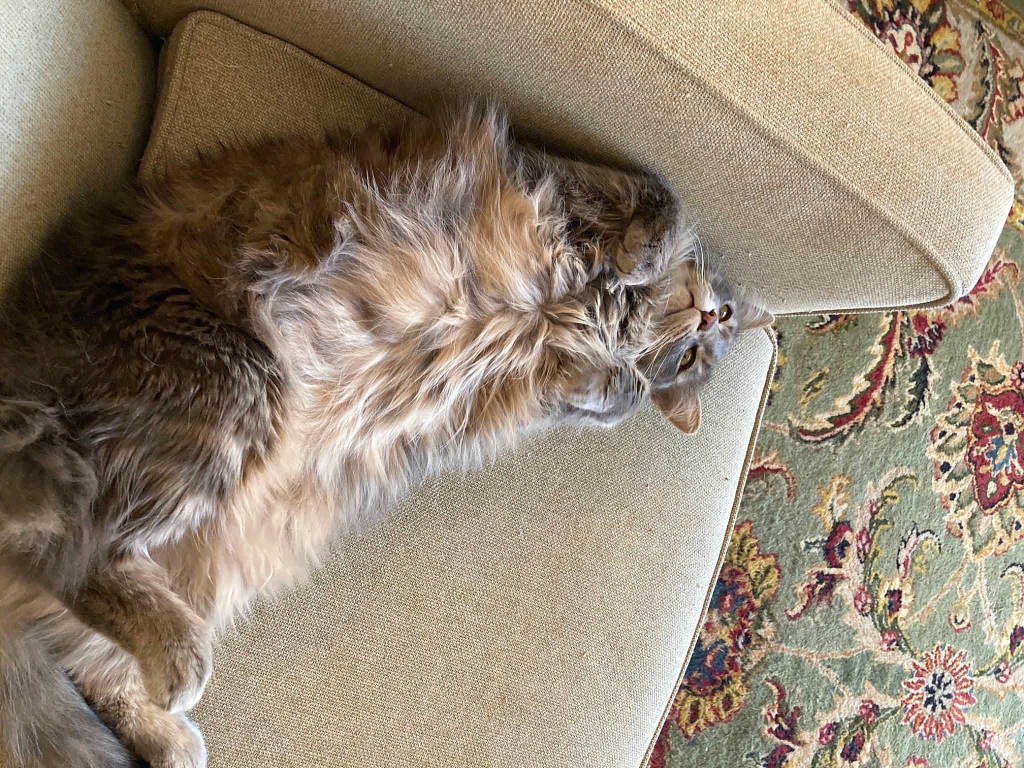 Smoky is registered to the contest to win money with this photo: british_longhair, carnivore, cat, claw, comfort, couch, domestic_short_haired_cat, fawn, felidae, flooring, fur, grey, maine_coon, pattern, paw, plant, small_to_medium_sized_cats, tail, terrestrial_animal, whiskers