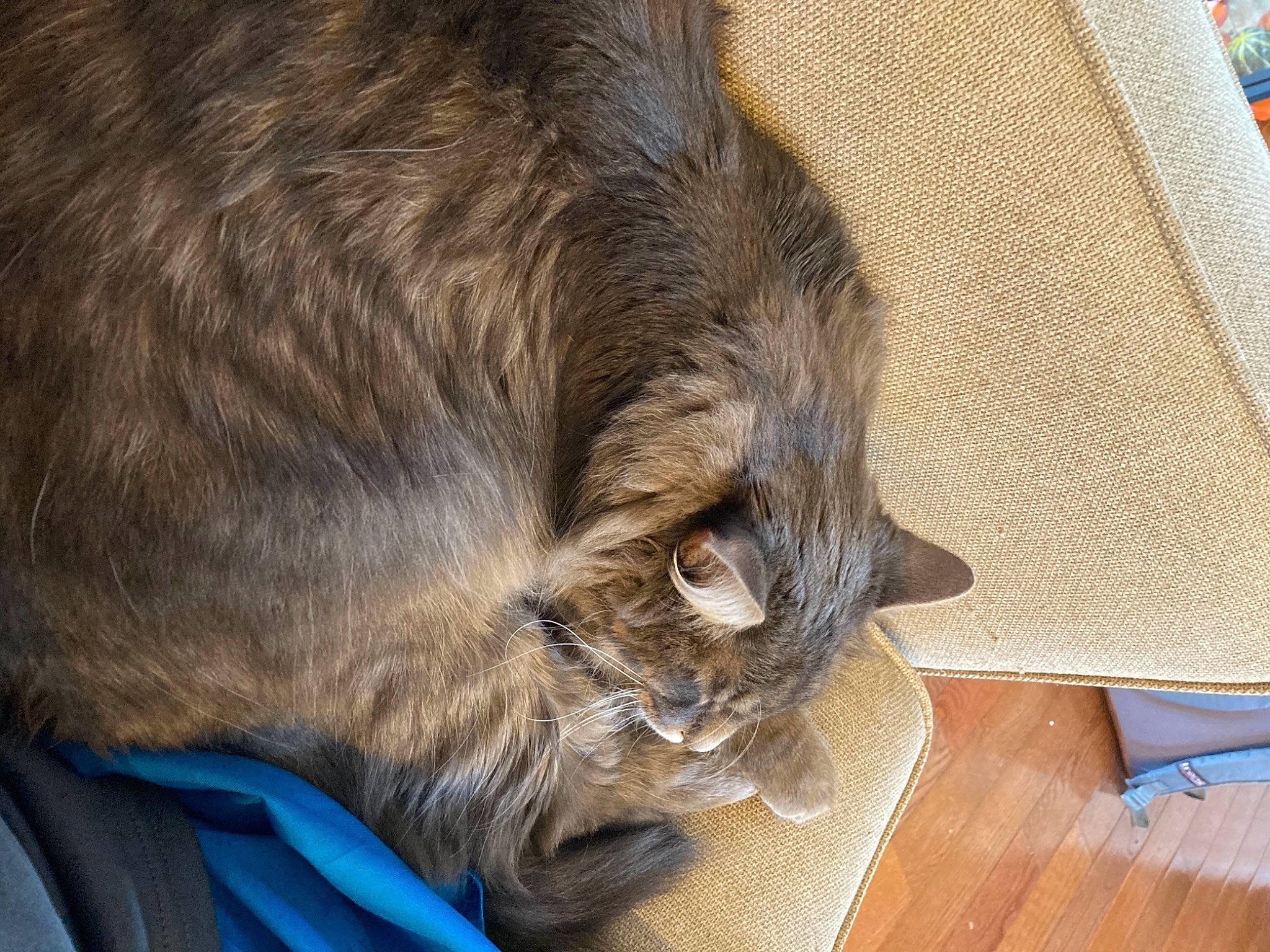 Smoky is registered to the contest to win money with this photo: carnivore, cat, claw, comfort, domestic_short_haired_cat, electric_blue, felidae, flooring, fur, hardwood, nap, sleep, small_to_medium_sized_cats, snout, sporting_group, tail, terrestrial_animal, whiskers, wood, wood_stain