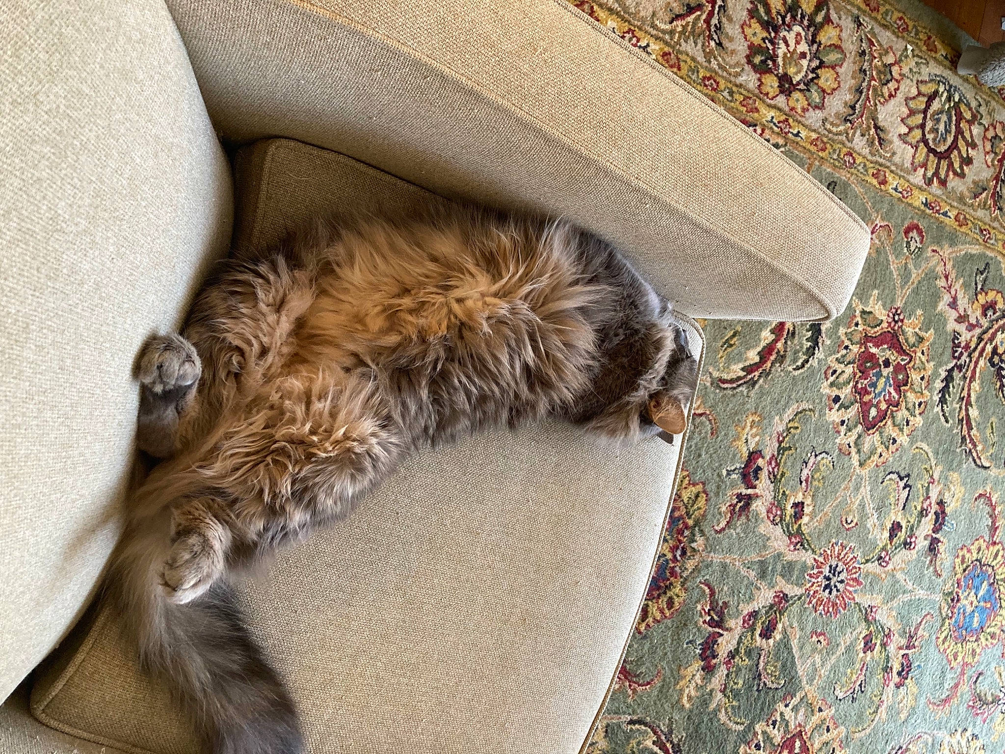 Smoky joined the competition — help win amazing prizes! canidae, carnivore, cat, claw, comfort, companion_dog, dog, dog_breed, fawn, felidae, fur, grey, linens, liver, small_to_medium_sized_cats, sporting_group, tail, terrestrial_animal, textile, whiskers