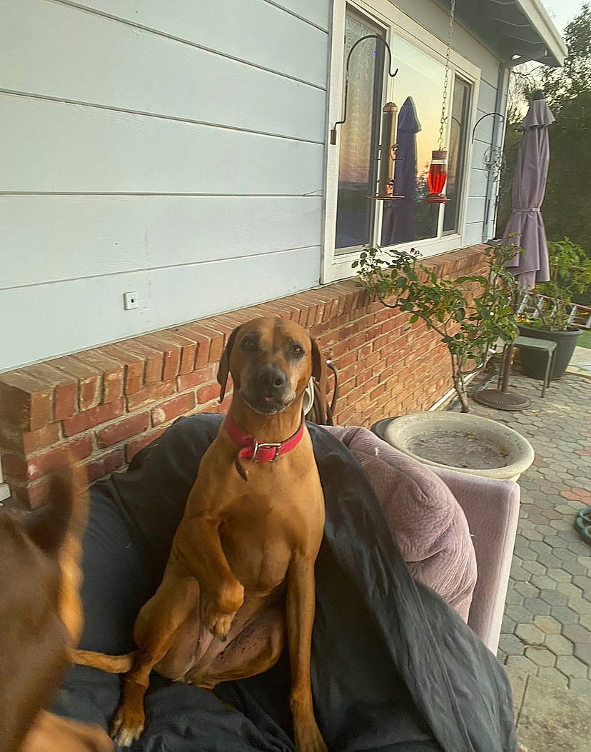 Ellie Mae joined the competition — help win amazing prizes! brown, building, carnivore, collar, companion_dog, dog, dog_breed, dog_collar, fawn, flowerpot, guard_dog, gun_dog, houseplant, liver, plant, siding, snout, sporting_group, window, working_animal