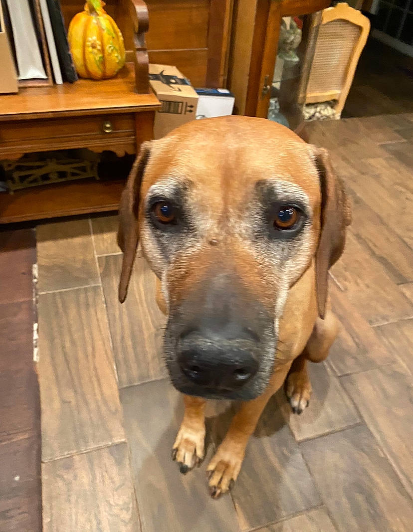 Ellie Mae is registered to the contest to win money with this photo: cabinetry, canidae, carnivore, chair, companion_dog, dog, dog_breed, drawer, fawn, flooring, fur, hardwood, sideboard, snout, sporting_group, varnish, whiskers, wood, working_animal, working_dog