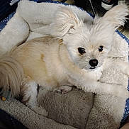 Peanut is registered to the contest to win money with this photo: dog, pet_bed, fluffy, cream_colored, indoor, cozy, small_dog, canine, fur, ears, tail, looking_up, relaxed, comfort, household, shoe, floor, domestic, cute, animal