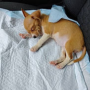 Honey is registered to the contest to win money with this photo: puppy, dog, sleeping, car_seat, white_pad, tan, small_dog, pet, cute, resting, indoors, animal, young_dog, cozy, fur, paw, tail, nose, quiet, relaxation