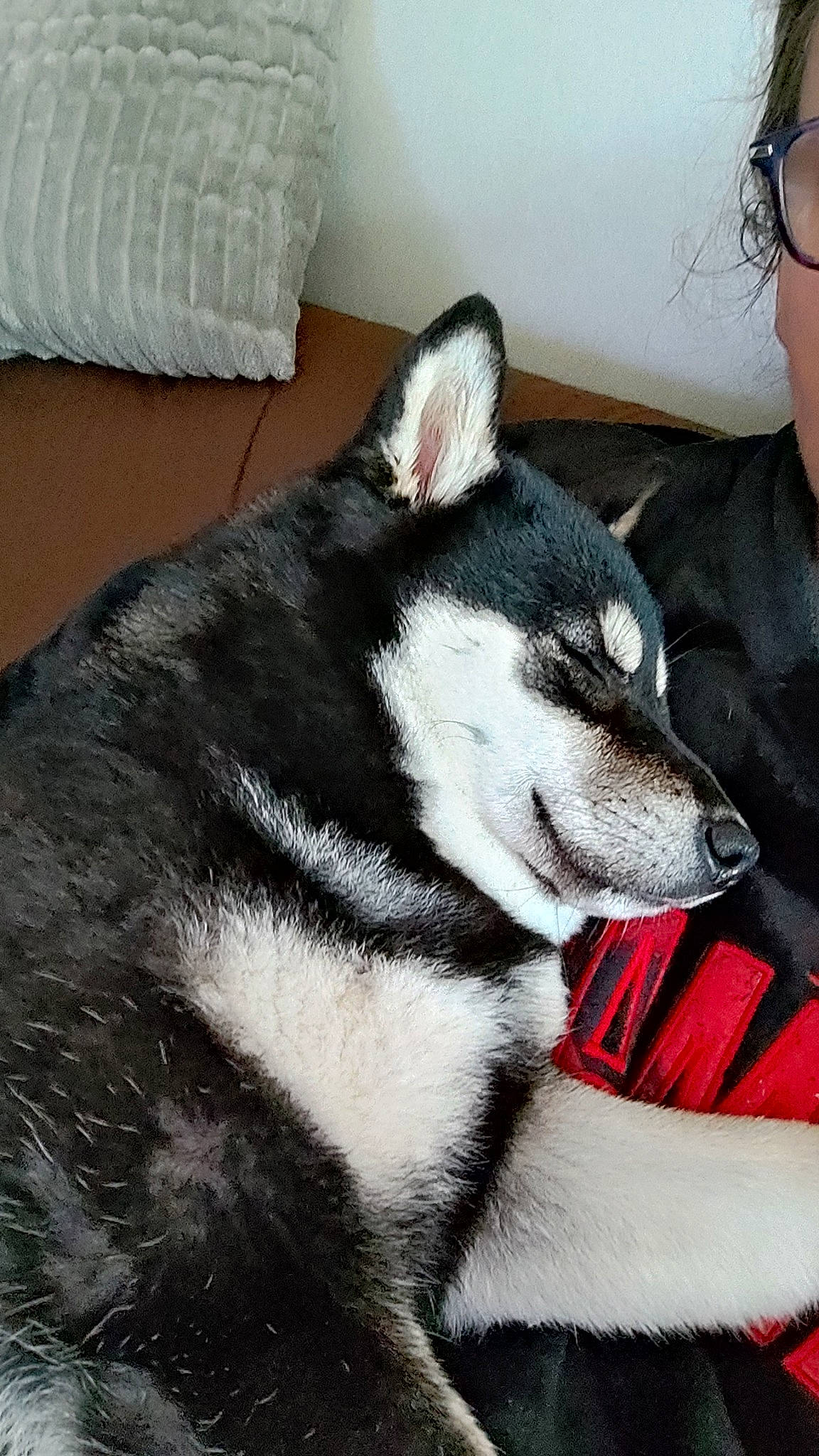 Starka a rejoint le concours — aidez-le/la à gagner de superbes lots ! canidae, carnivore, companion_dog, dog, dog_breed, flooring, fur, glasses, grey, non_sporting_group, plastic_bag, siberian_husky, sled_dog, snout, sporting_group, tail, terrestrial_animal, whiskers, working_animal, working_dog