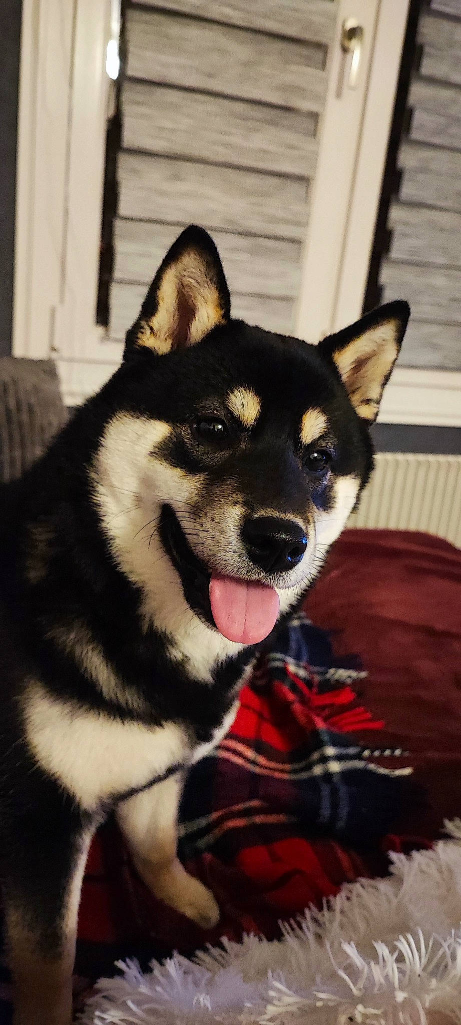 Starka a rejoint le concours — aidez-le/la à gagner de superbes lots ! canis, carnivore, collar, companion_dog, dog, dog_breed, dog_collar, fur, herding_dog, jaw, pattern, plaid, siberian_husky, sled_dog, snout, sporting_group, tartan, terrestrial_animal, whiskers, working_animal