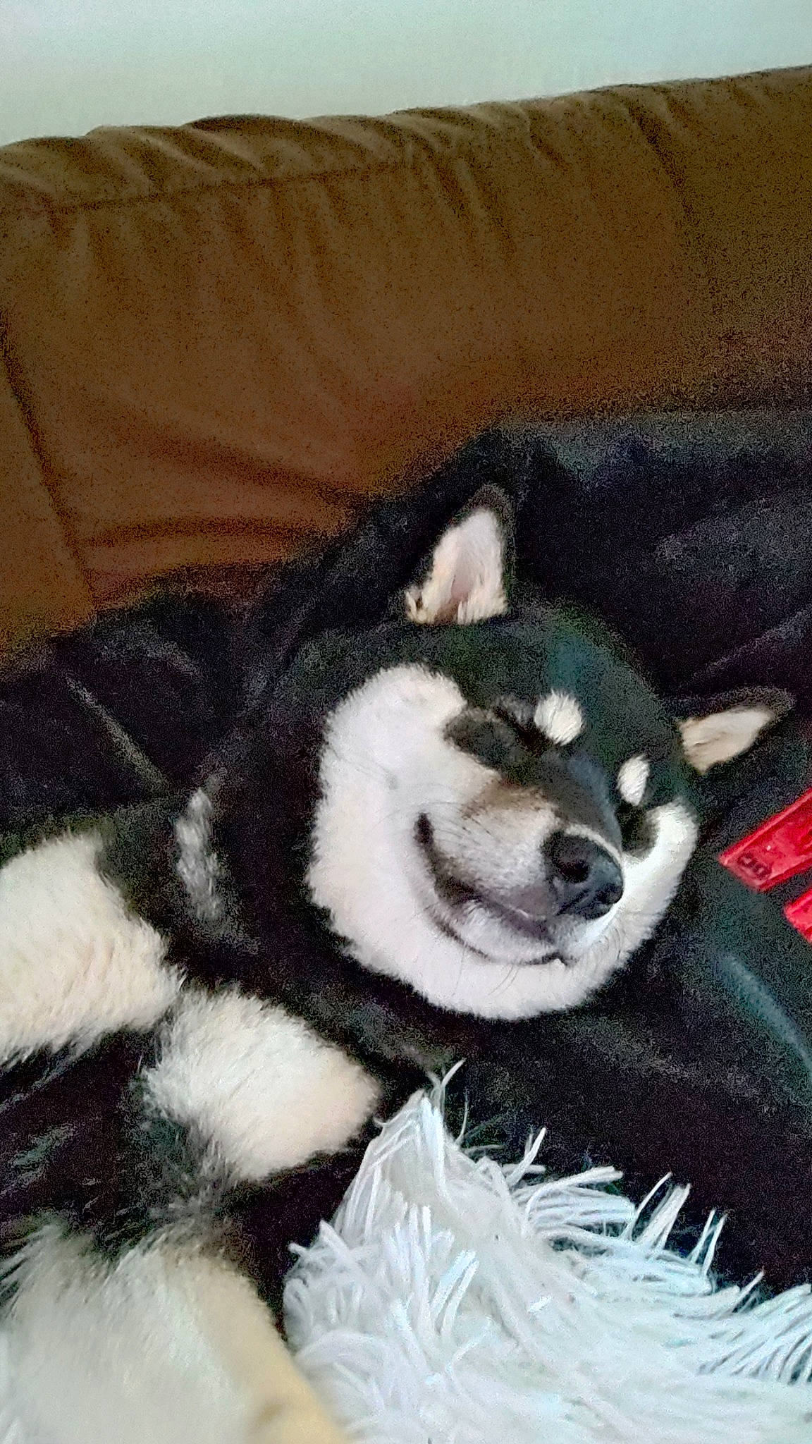 Starka participe au concours pour gagner de l'argent avec cette photo : canidae, carnivore, comfort, companion_dog, dog, dog_breed, fur, non_sporting_group, panda, siberian_husky, sled_dog, snout, sporting_group, terrestrial_animal, working_animal