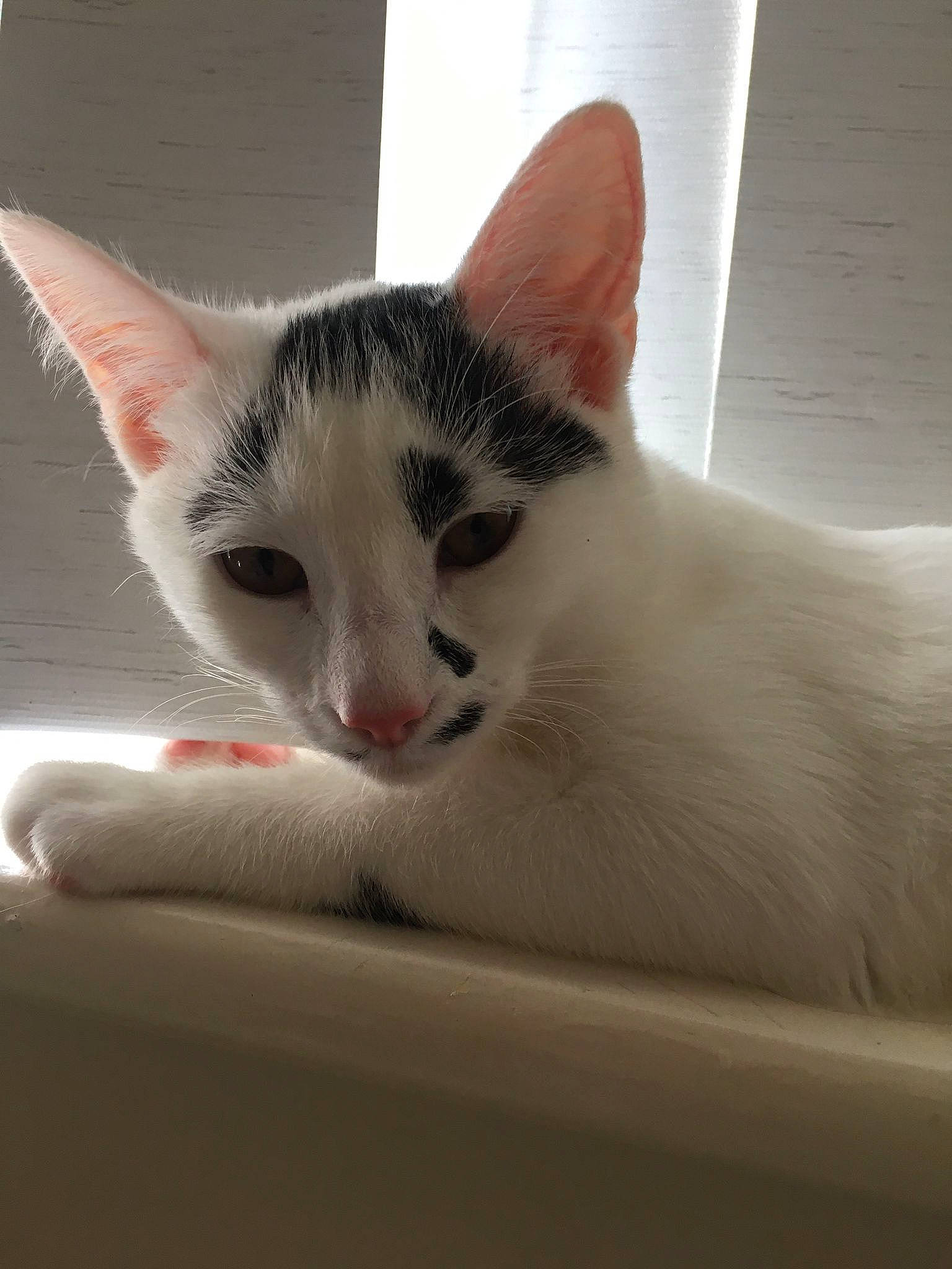 Snowy joined the competition — help win amazing prizes! carnivore, cat, claw, comfort, domestic_short_haired_cat, eye, fawn, felidae, foot, fur, mammal, paw, small_to_medium_sized_cats, tail, whiskers, window