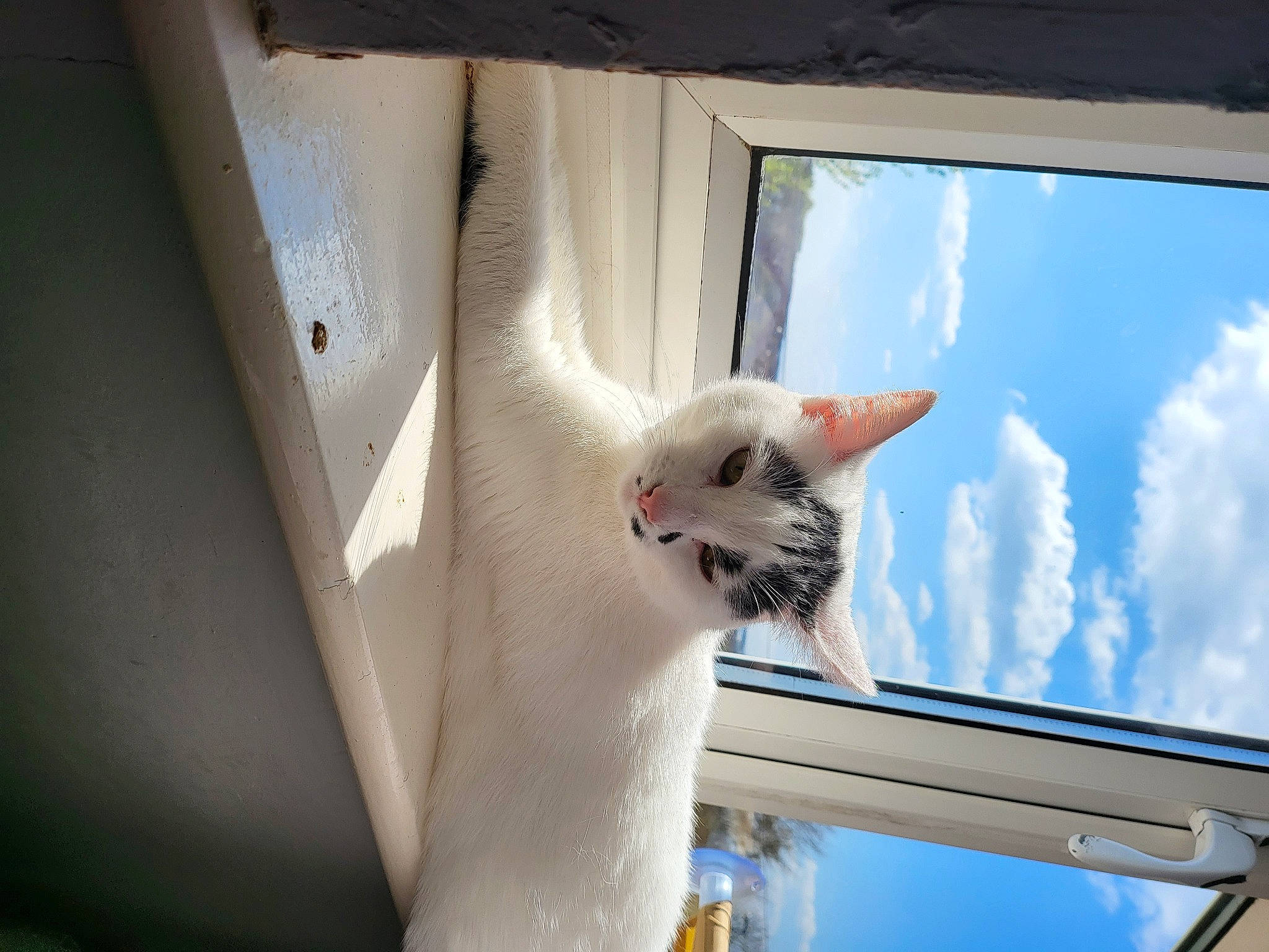 Snowy is registered to the contest to win money with this photo: carnivore, cat, cloud, daylighting, domestic_short_haired_cat, door, felidae, fixture, fur, glass, sky, small_to_medium_sized_cats, snout, tail, whiskers, window, window_blind, window_covering, window_treatment, wood
