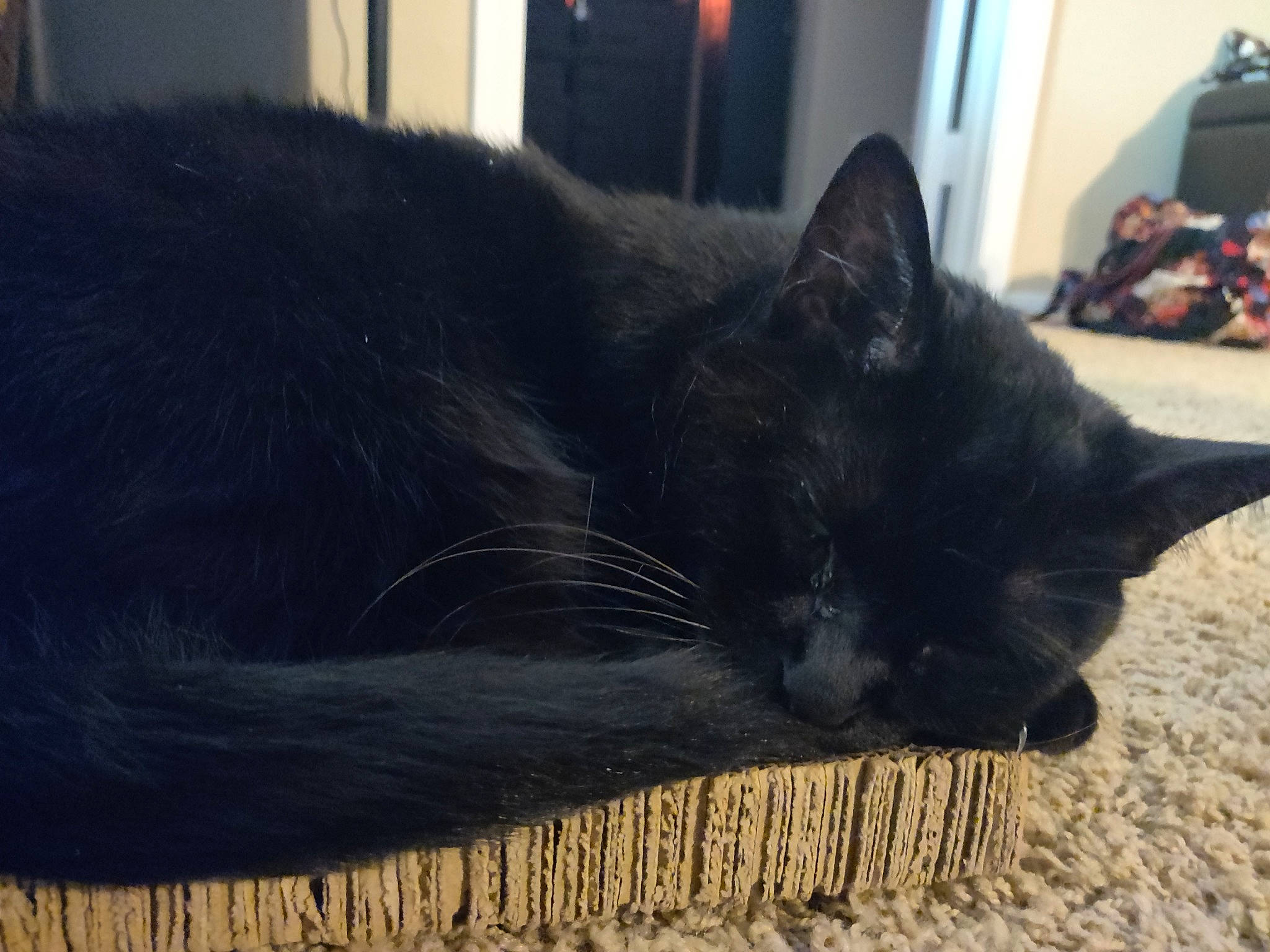 Coraline is registered to the contest to win money with this photo: asian, black, black_cat, bombay, burmese, carnivore, cat, domestic_short_haired_cat, felidae, fur, korat, mammal, nebelung, sky, small_to_medium_sized_cats, snout, tail, whiskers