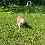 Isidore participe au concours pour gagner de l'argent avec cette photo : animal, canine, dog, dog_house, domestic, fence, flowers, golden_retriever, grass, greenery, leash, nature, outdoor, pet, playful, shadow, summer, sunlight, tree, yard