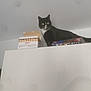 animal, black_and_white, box, cabinet, cat, container, curious, ears, eyes, feline, food, home, indoor, kitchen, looking, pet, snacks, standing, tail, whiskers