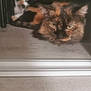 animal, calico_cat, cat, close_up, curious, domestic_animal, ears, eyes, feline, floor, fur, indoor, pets, quiet, resting, tortoiseshell_cat, two_animals, under_furniture, whiskers, wooden_floor
