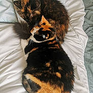 Yasminne participe au concours pour gagner de l'argent avec cette photo : animal, bed, blanket, calico, cat, companion, cozy, cute, feline, fur, indoor, pet, resting, sleeping, soft, tortoiseshell, two, warm, white