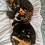animal, bed, blanket, calico, cat, companion, cozy, cute, feline, fur, indoor, pet, resting, sleeping, soft, tortoiseshell, two, warm, white