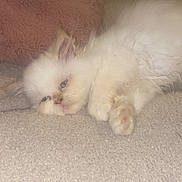 Versace a rejoint le concours — aidez-le/la à gagner de superbes lots ! animal, cat, closeup, cozy, cute, domestic_animal, feline, fluffy, fur, indoor, kitten, laying, pet, pillow, relaxed, resting, sleepy, small, soft_surface, white_cat