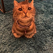 Lily a rejoint le concours — aidez-le/la à gagner de superbes lots ! cat, ginger_cat, pet, animal, feline, sitting, collar, whiskers, wide_eyes, looking_at_camera, indoors, living_room, shaggy_rug, carpet, furniture, home, portrait, orange_fur, cute, alert