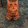 cat, ginger_cat, pet, animal, feline, sitting, collar, whiskers, wide_eyes, looking_at_camera, indoors, living_room, shaggy_rug, carpet, furniture, home, portrait, orange_fur, cute, alert
