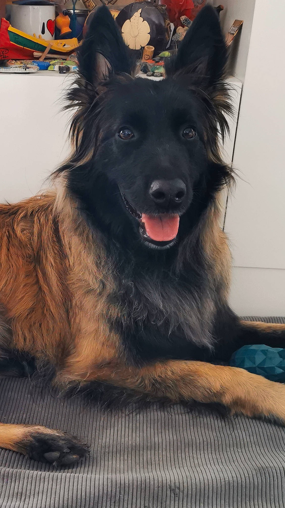 Sahaja a rejoint le concours — aidez-le/la à gagner de superbes lots ! ancient_dog_breeds, bohemian_shepherd, canidae, carnivore, companion_dog, dog, dog_breed, fang, fur, giant_dog_breed, guard_dog, herding_dog, king_shepherd, mudi, snout, sporting_group, whiskers, working_animal, working_dog
