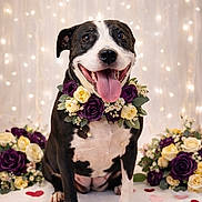 Aeriel joined the competition — help win amazing prizes! dog, black_and_white, flower_collar, purple_roses, cream_roses, heart_confetti, sitting, happy, tongue_out, indoor, decorative_lights, bouquet, celebration, pet, close_up, portrait, cute, festive, smiling, background_blur