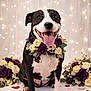 dog, black_and_white, flower_collar, purple_roses, cream_roses, heart_confetti, sitting, happy, tongue_out, indoor, decorative_lights, bouquet, celebration, pet, close_up, portrait, cute, festive, smiling, background_blur