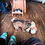brown_dog, carpet, casual, curious, dog, feet, flooring, furniture, home, indoor, legs, pant, person, shoes, small_dog, socks, stuffed_toy, table, toy, wooden_floor