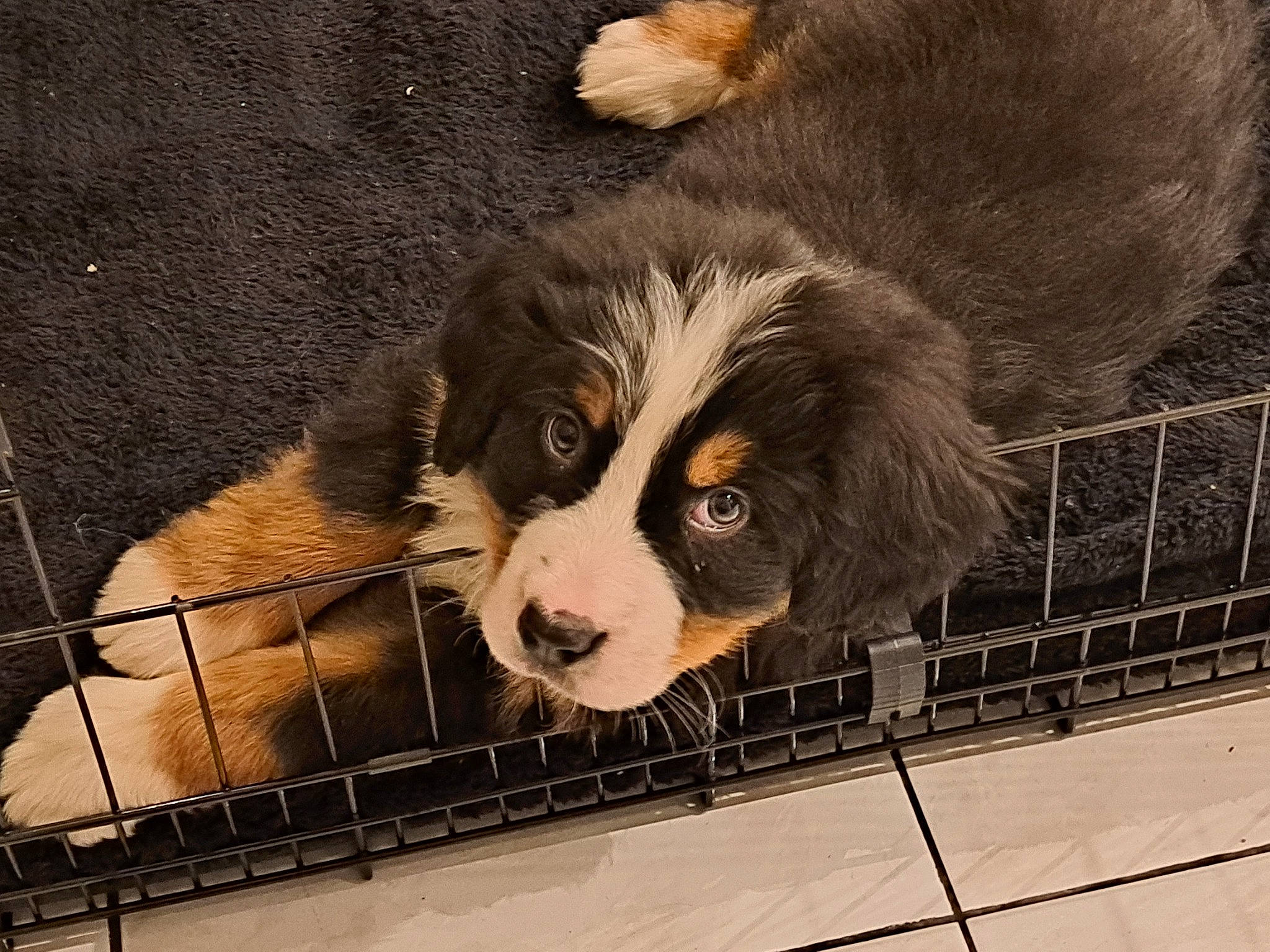 Uby participe au concours pour gagner de l'argent avec cette photo : animal_shelter, bernese_mountain_dog, bored, canidae, carnivore, companion_dog, dog, dog_breed, dog_crate, fur, giant_dog_breed, kennel, king_charles_spaniel, liver, paw, pet_supply, snout, sporting_group, terrestrial_animal, working_animal