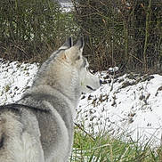 Vanille participe au concours pour gagner de l'argent avec cette photo : animal, canine, cold, daylight, dog, field, fur, grass, husky, leafless_bushes, looking_away, mammal, nature, outdoor, pet, quiet, side_view, snow, wild, winter