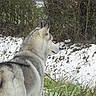 animal, canine, cold, daylight, dog, field, fur, grass, husky, leafless_bushes, looking_away, mammal, nature, outdoor, pet, quiet, side_view, snow, wild, winter