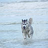 Vanille a rejoint le concours — aidez-le/la à gagner de superbes lots ! active, animal, beach, canine, dog, energetic, fur, happy, husky, midair, motion, nature, ocean, outdoor, pet, playful, running, splash, summer, water