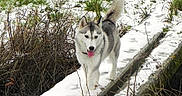 Vanille participe au concours pour gagner de l'argent avec cette photo : adventure, animal, bushes, canine, cold, daytime, dog, furry, grass, husky, nature, outdoor, path, pet, playful, snow, tail_up, tongue_out, walking, winter