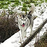 adventure, animal, bushes, canine, cold, daytime, dog, furry, grass, husky, nature, outdoor, path, pet, playful, snow, tail_up, tongue_out, walking, winter