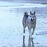 Vanille a rejoint le concours — aidez-le/la à gagner de superbes lots ! animal, beach, canine, daytime, dog, ears_up, happy, husky, nature, outdoor, pet, playful, reflection, running, sand, shoreline, sky, tongue_out, water, wet_fur