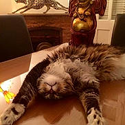 Jango participe au concours pour gagner de l'argent avec cette photo : cat, fluffy, stretching, table, wooden_table, buddha_statue, cheetah_sculpture, decor, interior, chair, relaxed, furniture, home, cozy, animal, pet, tabby, indoor, ornament, statue